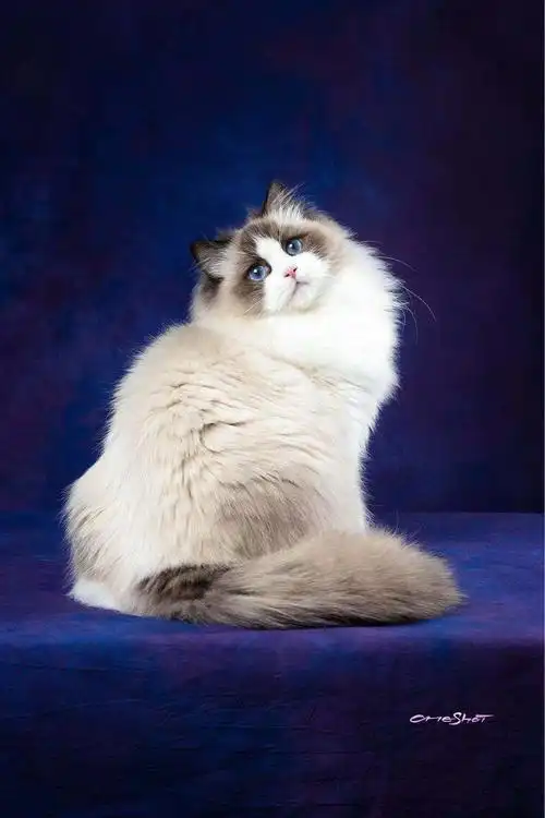 布偶猫为什么卖几万,哪里可以买到品相好的