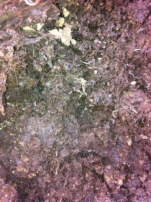 蚯蚓养殖床上的纯白色线虫是什么虫,对蚯蚓有害吗,怎么防范