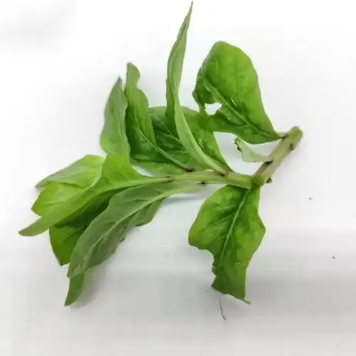 野菜嫩枸杞菜 枸杞叶 枸杞头无老杆子 产地直发多省 1000g【图片 价格