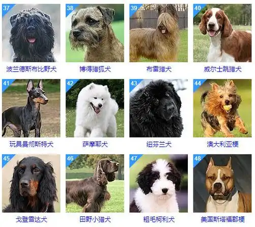世界犬类智商排行榜