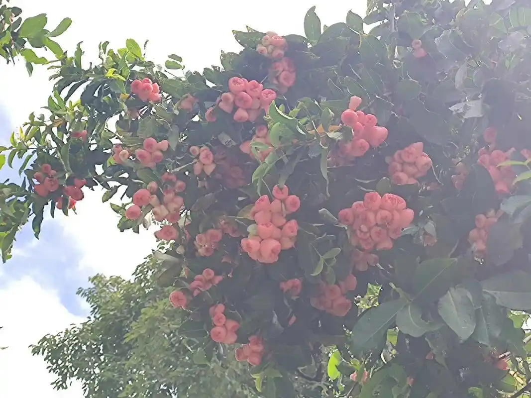 这棵莲雾树结的果实真多.