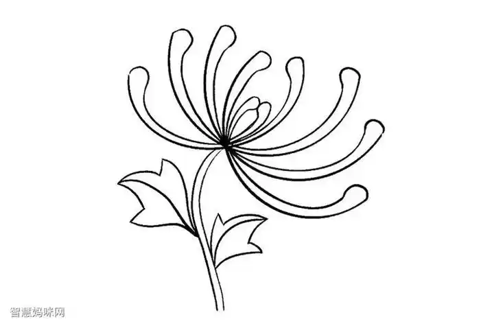 儿童简笔画 白菊花画法 植物简笔画花朵蔬菜