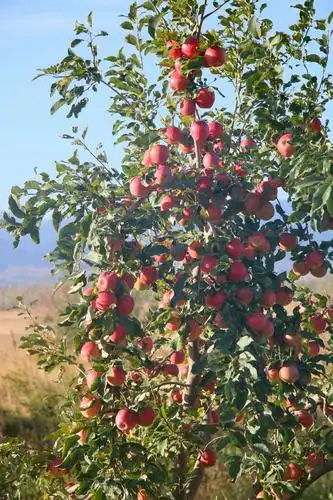 漫步在新疆的秋天里,把诗和梦播撒在这片神奇的土地.