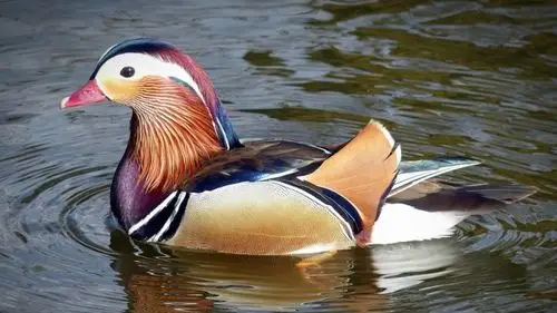 漂亮的鸳鸯鸟高清动物壁纸大全分享!