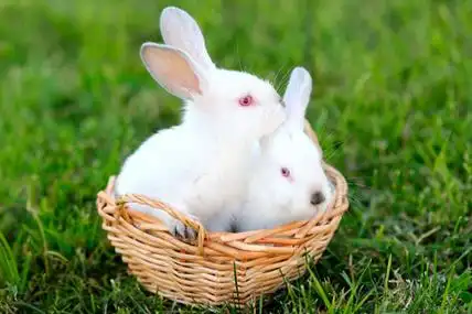 在兔面具和紧身衣裤摆姿势的肖像小兔子绿草背景上的肖像兔子肖像