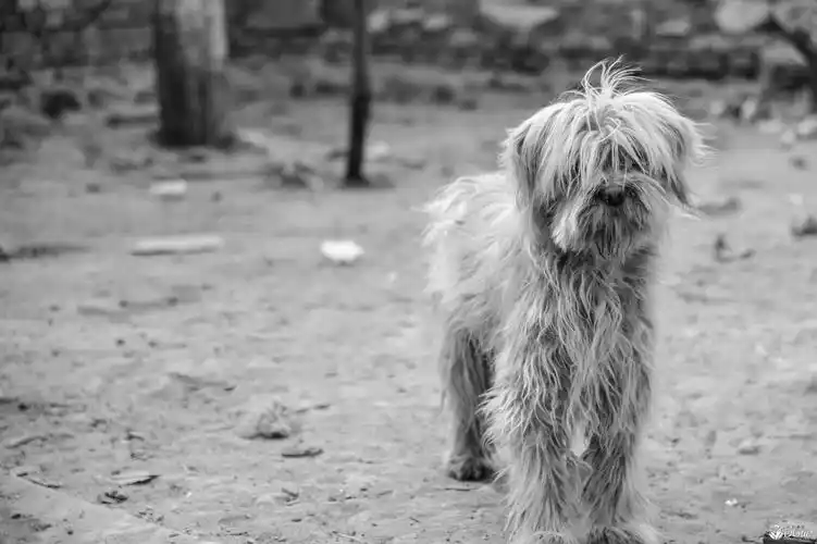 黑白纪实——《对不起,我拍不出你的悲伤.》