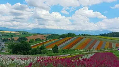 遇见最美的风景——北海道赏花之旅之富良野绚丽花海