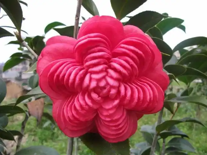 中国十大名贵茶花鉴赏