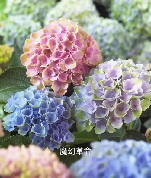 土绣球其实是中国的本土绣球品种,带一个"土"字,不要被名字所迷惑,并