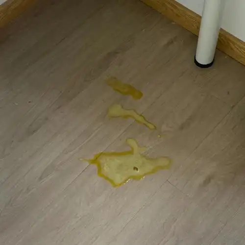 猫咪吐黄水泡沫怎么办在线等急