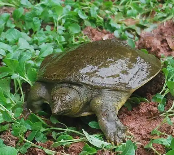 连云港稻田共养甲鱼生产