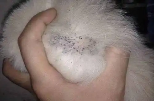 狗身上长跳蚤怎么办怎么才能杀灭跳蚤