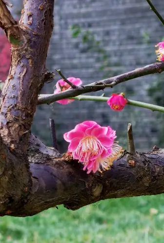 红梅 是2021年的报春花