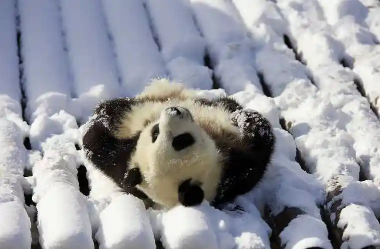 西安:秦岭大熊猫幼崽初见雪 撒欢打滚可爱至极