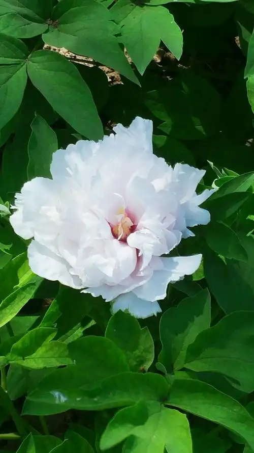 牡丹白白牡丹,真纯洁好靓艳.夫妻爱把手牵,君子交天地宽.