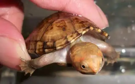 蝎泽蛋龟凶吗 蝎泽蛋龟凶不凶