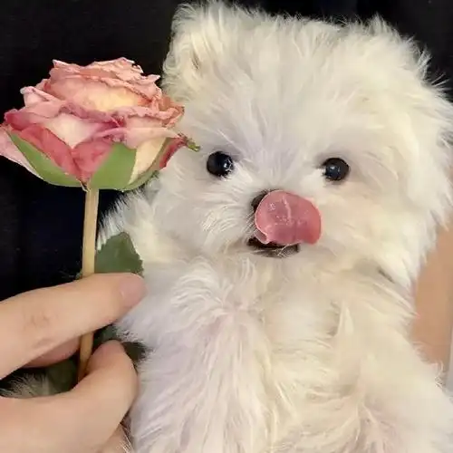 wechat|可爱萌宠头像