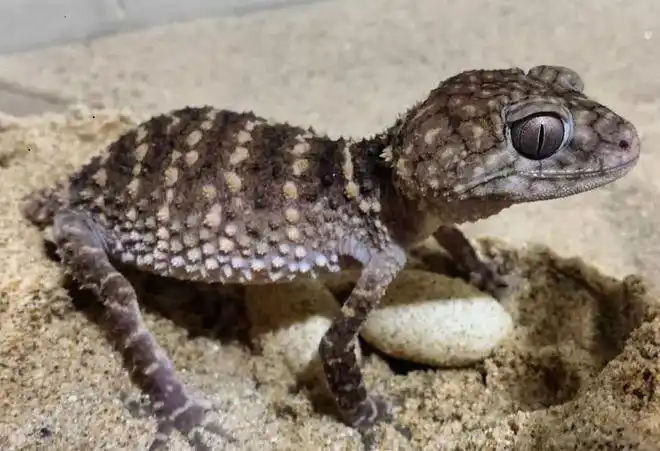 视频澳洲瘤尾守宫棘皮大部队参见