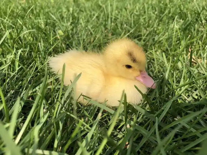 我的小鸭子 - 美篇