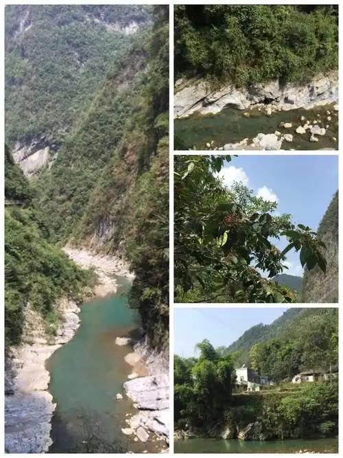 我的家乡在湖北省恩施市白杨坪乡麂子渡村,那里依山伴水,风景优美.