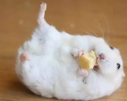 临近夏天仓鼠掉毛厉害,不用担心这很正常,其实掉毛还可能因这些_毛发_