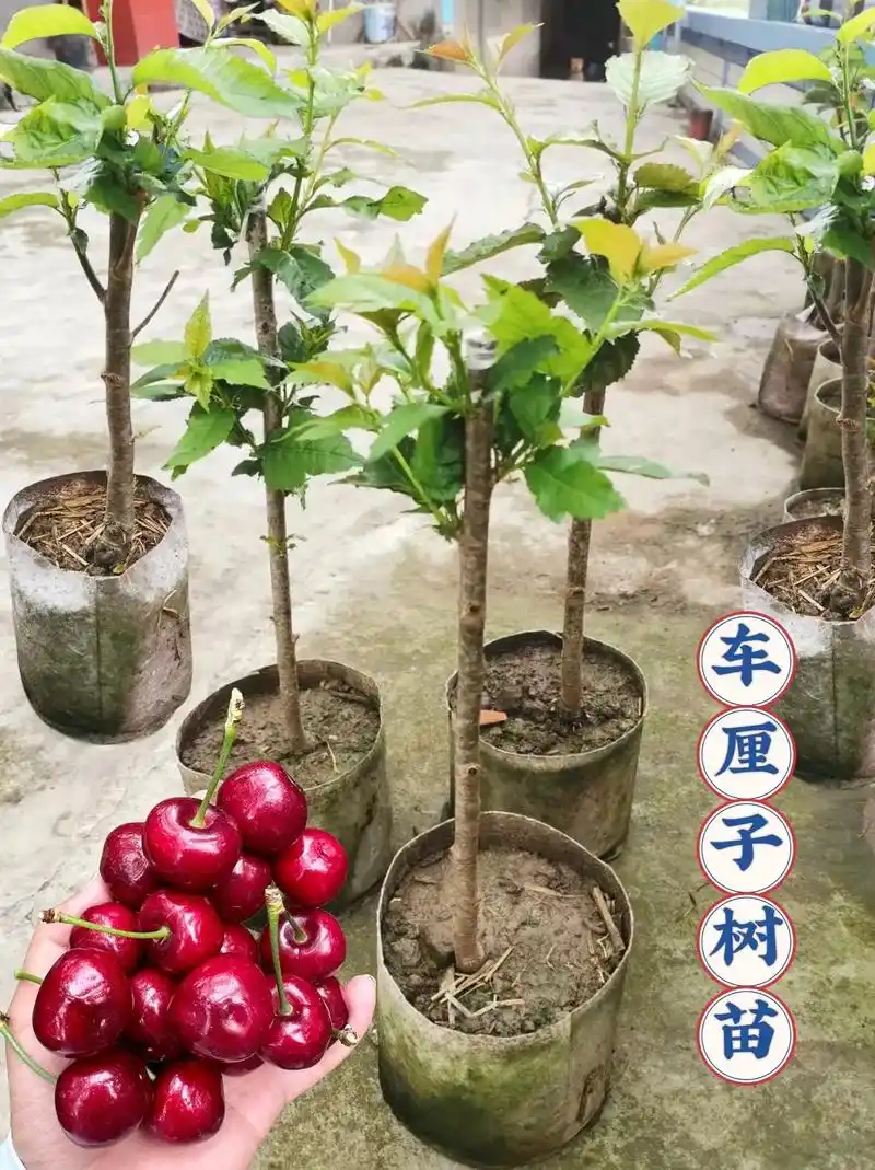 香甜可口又多汁车厘子树苗
