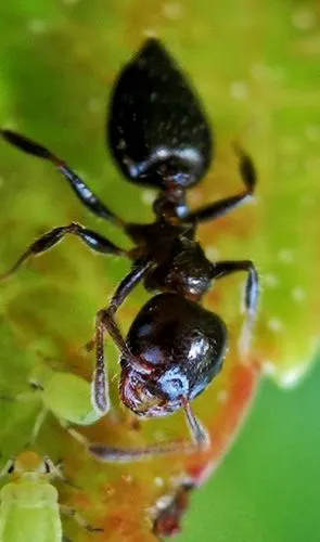 公蚁在这儿,高大威猛!