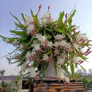 桃花岛花木昙花花卉盆栽客厅室内外阳台庭院多肉绿植昙花垂吊植物