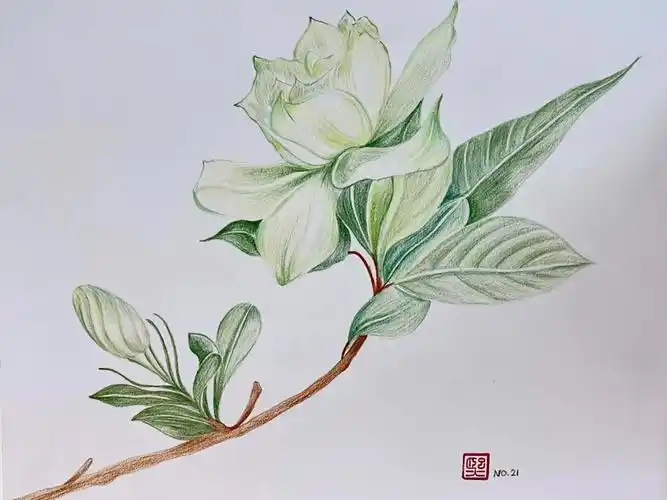 彩铅画栀子花附详细步骤图色号