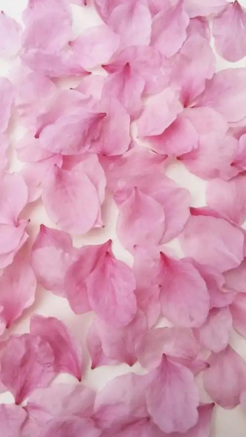 time佳琪 花瓣壁纸