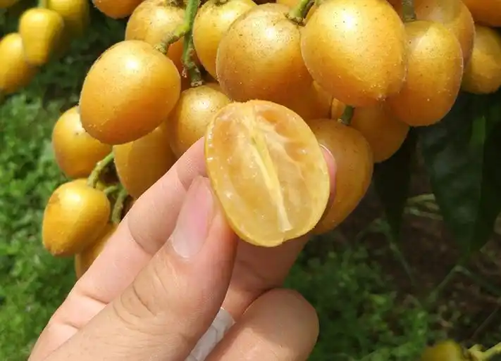 广东云浮有什么特产值得带?本地人推荐这6样,档次高,有代表性