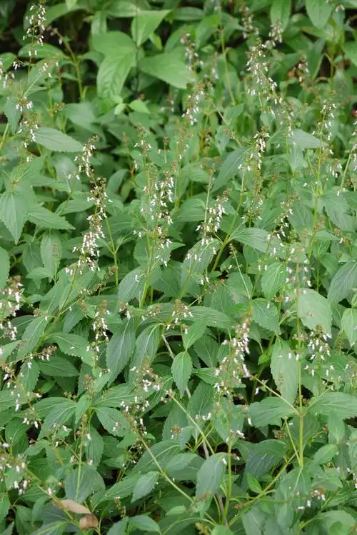 溪黄草的功效与作用清热利湿退黄祛湿
