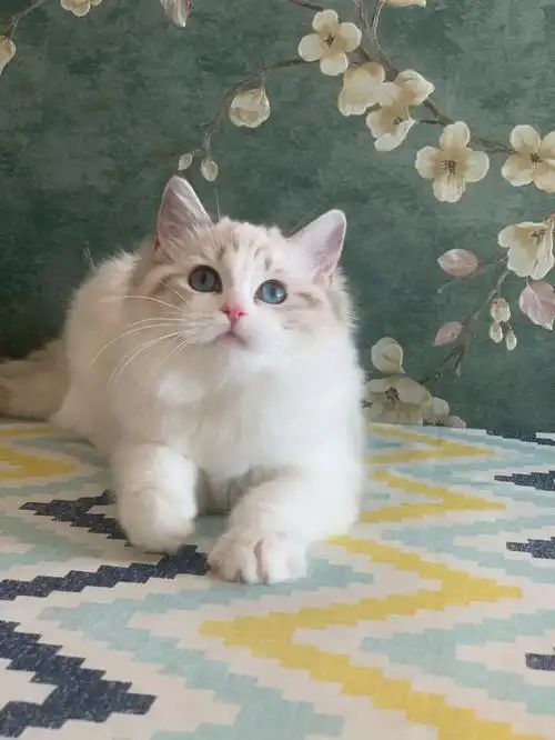 猫舍主要繁育布偶,英短,我们的种猫均来自国外,国内非常优秀的布偶猫