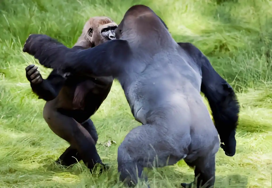 每天认识一种动物——金刚猩猩 金刚猩猩别名银背大猩猩,西非低地大