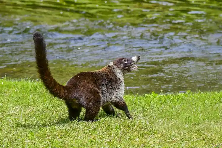 [哺乳] 白鼻浣熊 ------贺荣获首页精华