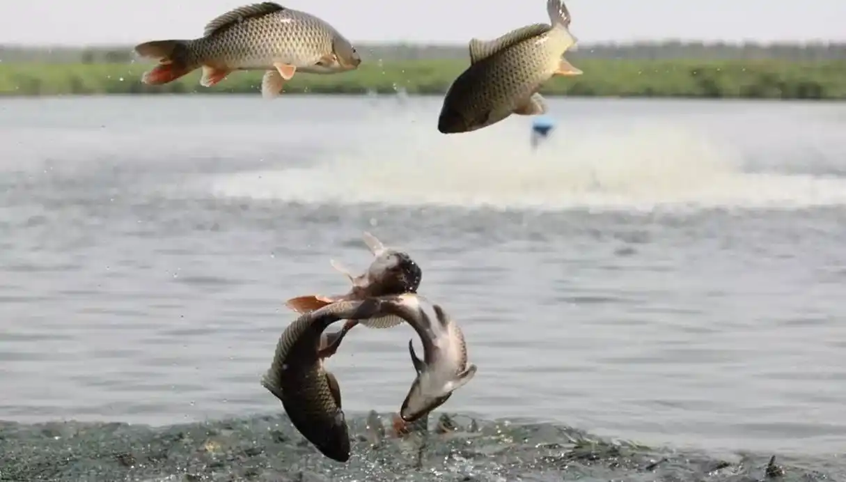 黄河泥沙多又浑浊,但为何野生大鲤鱼却特别好吃?一条能卖上千元