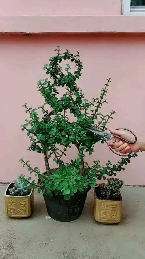 花友们看一下金枝玉叶的修剪