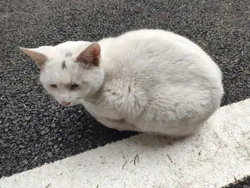 坐标武汉,为本土品种猫黄狸花无偿找领养!