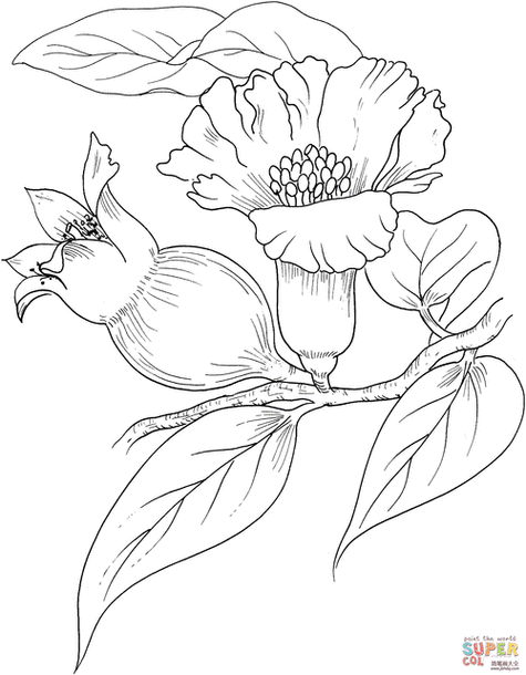 新乡石榴花简笔画