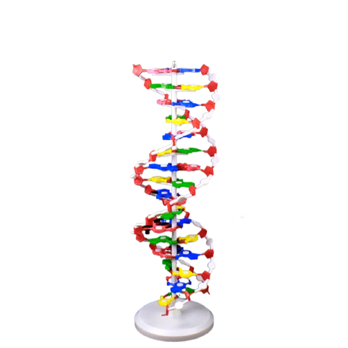 dna双螺旋结构模型大号60cm中学高中生物实验教具脱氧核苷酸链碱基对
