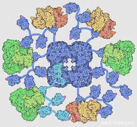 丙酮酸脱氢酶复合体,引自pdb-101