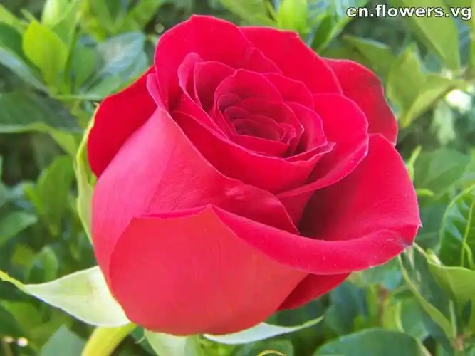 世界各国的国花整理 - 流光容易把人抛,红了樱桃,绿了芭蕉 - 少而好学