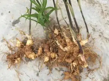 女人吃黄精的好处很多人都觉得黄精是男人很重要的养生食材,其实不然