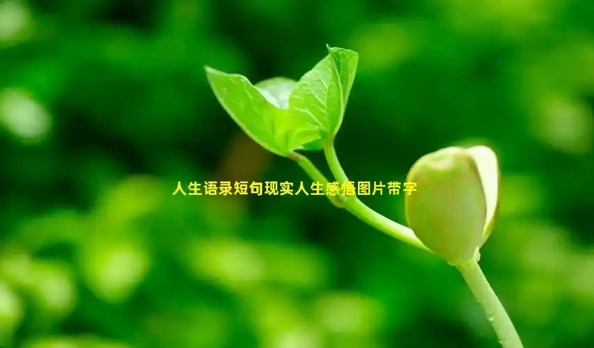 人生语录短句现实人生感悟图片带字
