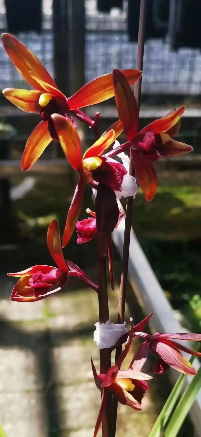 精品兰花 蕙兰传奇母苗带芽#一花一草一世界 - 抖音