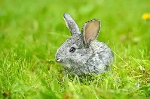 2021年属兔的多大