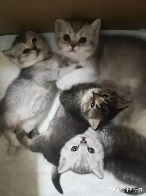 蓝猫和银渐层能配出什么样的小猫