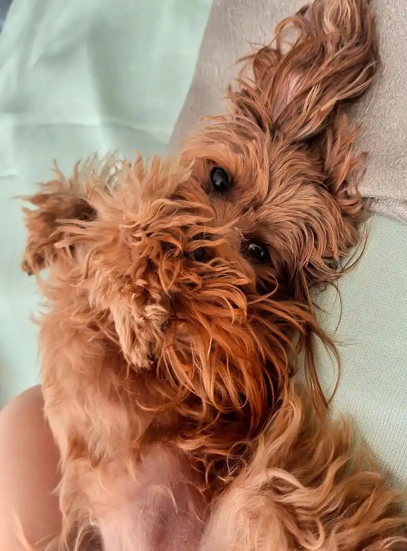 壁纸 动物 狗 狗狗 1440_1948 竖版 竖屏 手机