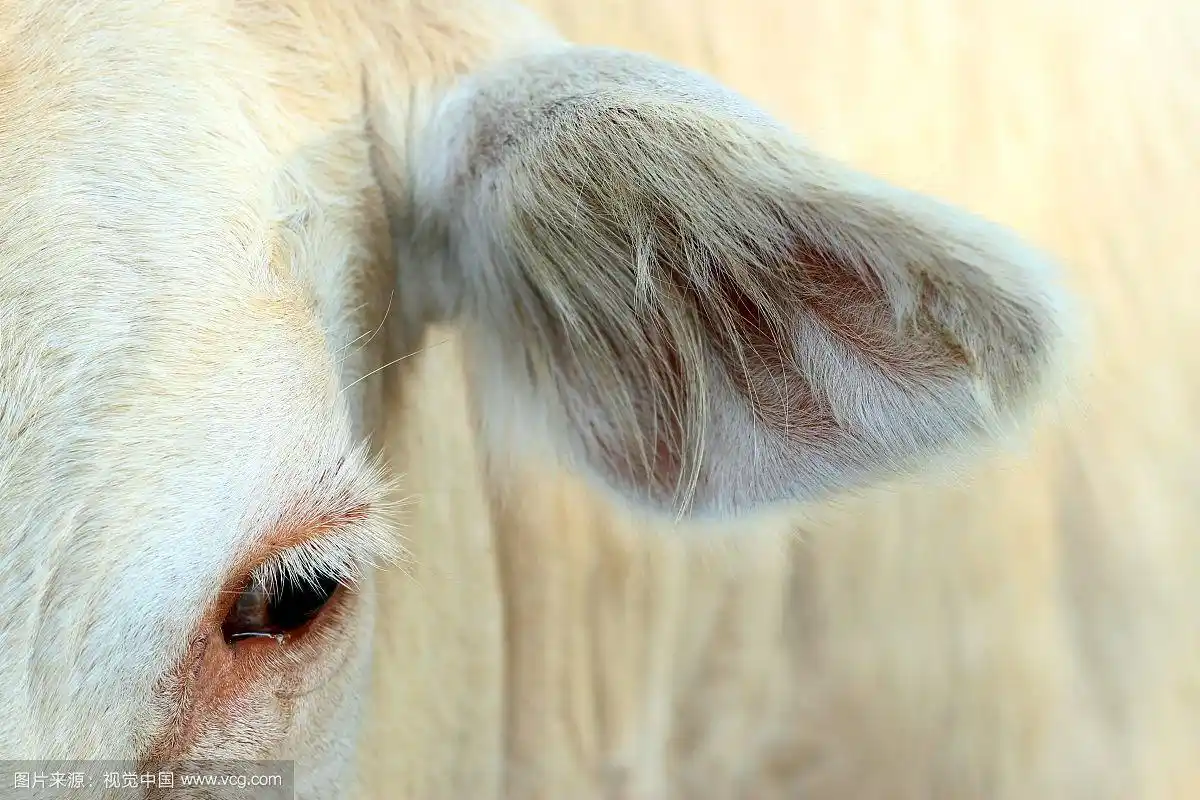 眼睛和耳朵牛的图像