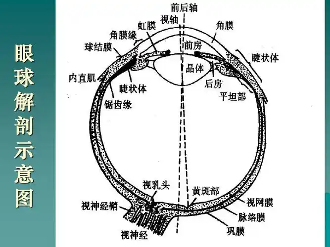 眼球解剖示意图